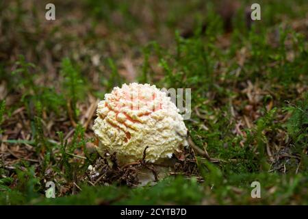 A Fly Agaric or Fly Amanita (Amanita muscaria) mushroom emerging from the moss and leaf litter on pine forest floor in the Mendip Hills, Somerset, England.