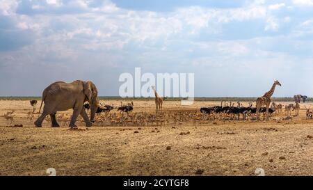 Elephant, giraffes, zebras and other animals at a waterhole in Namibia
