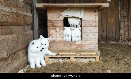 Cute puppies of a white Swiss Shepherd in a wooden booth look into the camera Stock Photo