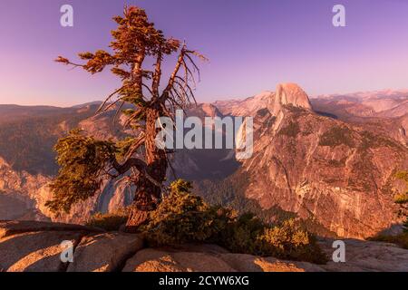 sunset panorama with tree at Glacier Point in Yosemite National Park, California, United States. View from Glacier Point: Half Dome, Liberty Cap