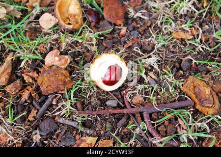 Close up inside of half-opened spiky white conker case/shell with conker inside it (horse chestnut) on an autumn floor in Manchester, England Stock Photo