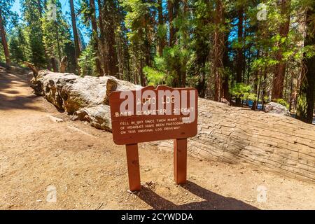 Auto log pathway in Sequoia National Park, United States of America. Auto Log on Moro Rock-Crescent Meadow Road. Pathway cut into the top of a fallen Stock Photo