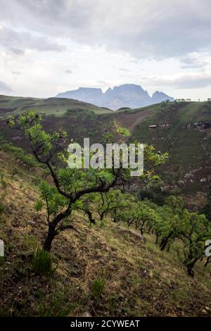 A mountain slope covered with Common Protea bushes, Protea caffra, with the mountain peak of Monk’s Cowl in the Background, the Drakensberg Mountains, Stock Photo