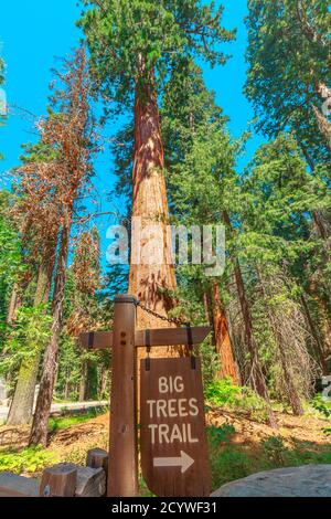 signboard of big trees trail on a sequoia tree in Sequoia and Kings Canyon National Park in California, United States of America. Sequoia NP is famous Stock Photo