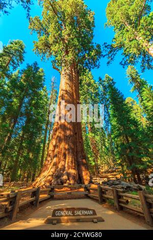 General Sherman tree in Sequoia National Park, Sierra Nevada in California, United States of America. The General Sherman tree is famous to be the Stock Photo