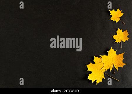autumn yellow maple leaves on a black background, Golden autumn, September, October, November, copyspace, the view from the top, flatley Stock Photo