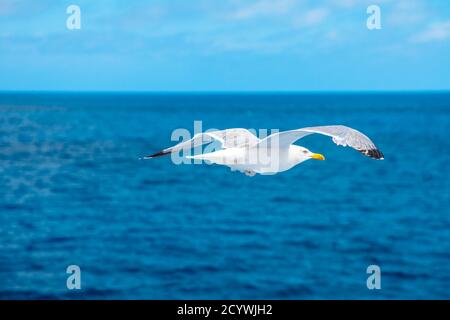 Seagull flying on the sea. Stavanger, Norway. A standing European herring gull, Larus argentatus, a large gull, isolated on sea background. close up Stock Photo