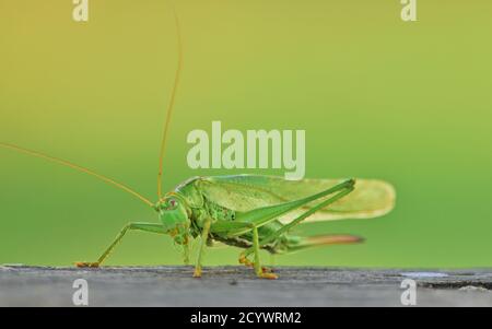 Tettigonia viridissima, the great green bush-cricket, female Stock Photo