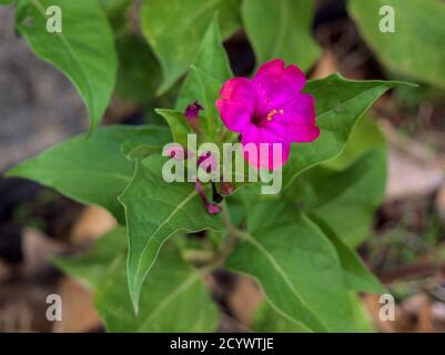 Close-up bougainvillea flower purple bush or buganvilla, bugambilia, bunga kertas, Napoleon, Santa Rita or Papelillo Stock Photo