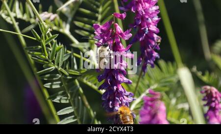 Wild bee. Eucera (genus). Italy. Stock Photo