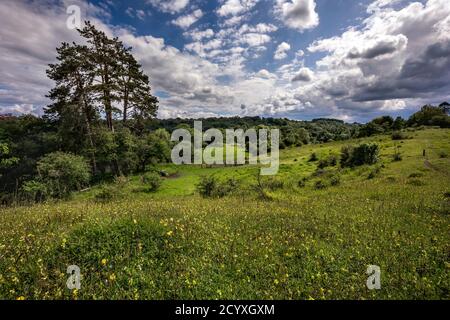 Daneway Bank; Gloucestershire Wildlife Trust Reserve; UK Stock Photo