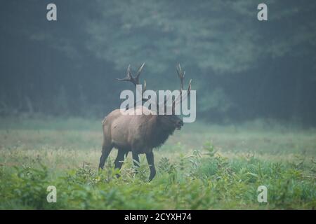 A bull elk bugles as he walks through a field in Benzette, PA, USA Stock Photo