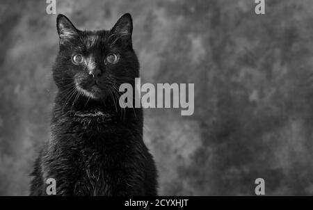 Adorable black cat in front of grey studio background looking at the camera (Crossbreed Turkish angora) Stock Photo