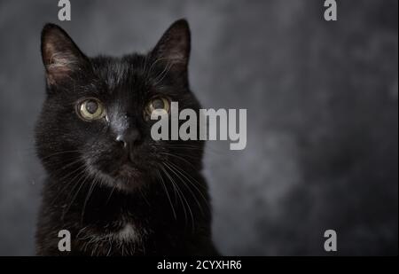 Portrait of a black senior cat (Mixed-breed Turkish angora) with dreamy look against grey background Stock Photo