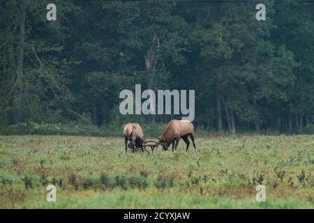 Two bull elk face off locking antlers during the elk rut in Benzette, PA, USA Stock Photo