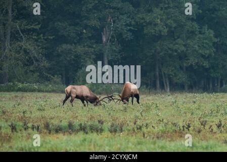 Two bull elk lock antlers during the elk rut in Benzette, PA, USA Stock Photo