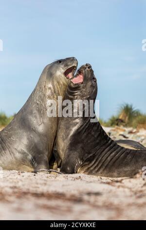 Southern Elephant Seal; Mirounga leonina; Two Play Fighting; Falklands Stock Photo