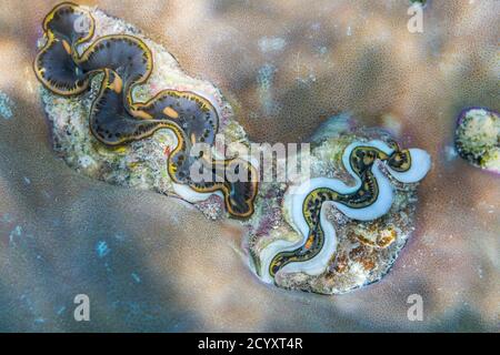 Giant Clam; Tridacna gigas; Blue; Maldives Stock Photo