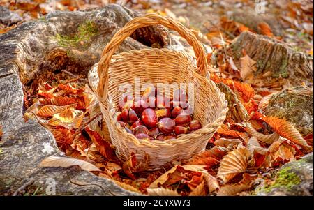 chestnuts background - harvesting chestnut in the forest with basket in autumn foliage ground Stock Photo