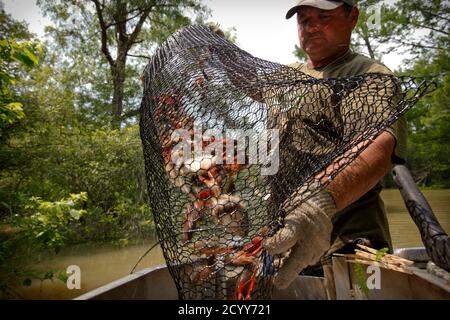 Crawfisherman Jody Meche dumps outs a catch of crawfish at the Atchafalaya Basin near Butte LaRose, Louisiana, May 20, 2011. Meche worked to bring the strings of his crawfish traps above the waterline as water levels began rapidly rising, a week after the Army Corps of Engineers opened the Morganza spillway. REUTERS/Lee Celano (UNITED STATES - Tags: ENVIRONMENT DISASTER)