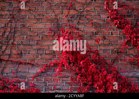 The red Virginia creeper on the old brick wall. Autumn colors. Stock Photo