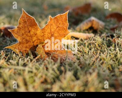 Autumn closeup photo of a yellow frosted maple leaf lying on green and yellow grass with hoarfrost Stock Photo