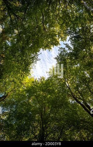 Looking up in Forest, tree tops with blue sky. Stock Photo