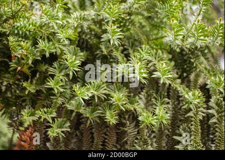Araucaria bidwillii, bunya pine, large evergreen coniferous tree in the plant family Araucariaceae Stock Photo