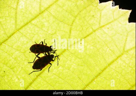 firebug, Pyrrhocoris apterus, common insect of the family Pyrrhocoridae, under a leaf. Stock Photo