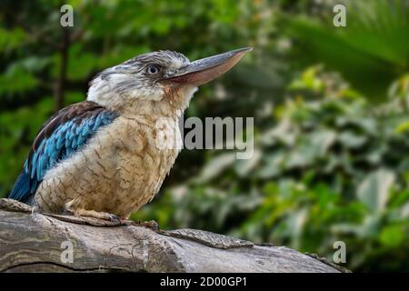 Blue-winged kookaburra (Dacelo leachii), large species of kingfisher native to northern Australia and southern New Guinea Stock Photo