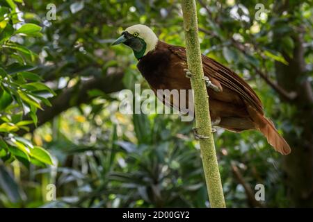 Greater bird-of-paradise (Paradisaea apoda Stock Photo - Alamy