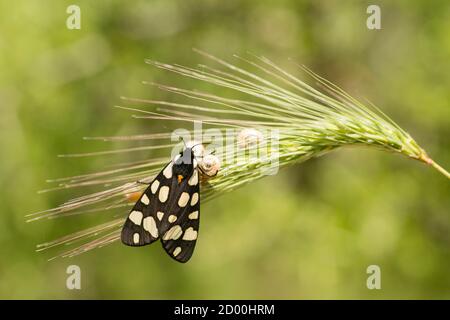 Female cream-spot tiger moth perched on green grass in midday sun.