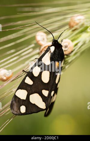 Female cream-spot tiger moth perched on green grass in midday sun.