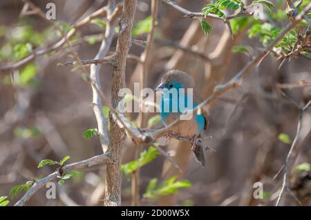 Uraeginthus angolensis, Blue waxbill, on a branch, Namibia, Africa Stock Photo