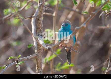 Uraeginthus angolensis, Blue waxbill, on a branch, Namibia, Africa
