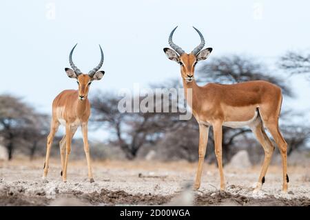 Aepyceros melampus, impala, Namibia, Africa Stock Photo