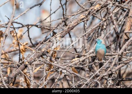 Uraeginthus angolensis, Blue waxbill, on a branch, Namibia, Africa Stock Photo