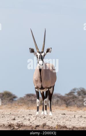 Portrait of a gemsbok, Oryx gazella, looking at the camera. Central ...