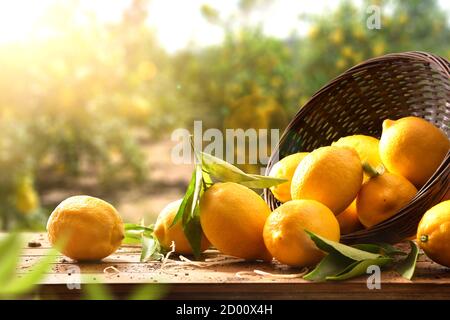 Group of freshly picked harvest lemons on wooden table coming out of a basket against the background of lemon trees and sunlight. Front view. Horizont Stock Photo