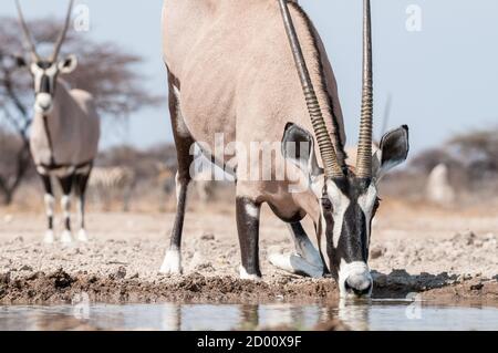 Oryx gazella, oryx, gemsbok, down on  knees, drinking, Namibia, Africa Stock Photo