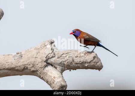 Granatina granatina, Violet-eared waxbill, on a branch, Namibia, Africa Stock Photo