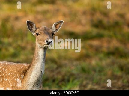 Portrait of a beautiful female fallow deer (Dama dama) in the morning light.Poland in autumn.Horizontal view. Stock Photo