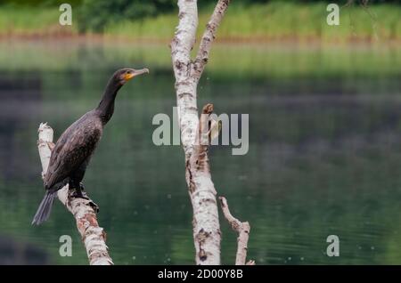 The great cormorant (Phalacrocorax carbo) sits on a birch branch and rests after a hunt. Poland in summer.Horizontal view Stock Photo