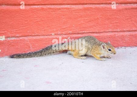 Paraxerus cepapi, African bush squirrel, inside a campsite, Namibia, Africa Stock Photo