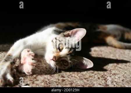 Kitten playing on a living room carpet. Kitten catching. Stock Photo
