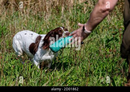 Springer and cocker spaniels gun dog training retrieving dummies to hand Stock Photo
