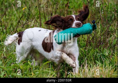 Springer and cocker spaniels gun dog training retrieving dummies to hand Stock Photo
