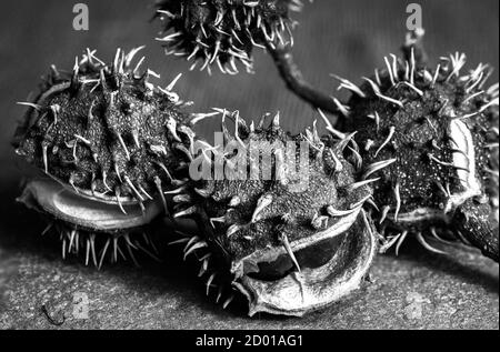 Chestnuts with the prickly outer shell. Black and white photo. Stock Photo