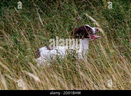 Springer and cocker spaniels gun dog training retrieving dummies to hand Stock Photo