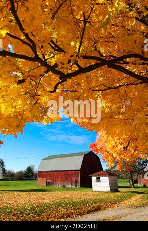 Beautiful fall color foliage in full autumn beauty with a rural country red barn Stock Photo